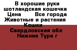 В хорошие руки шотландская кошечка › Цена ­ 7 - Все города Животные и растения » Кошки   . Свердловская обл.,Нижняя Тура г.